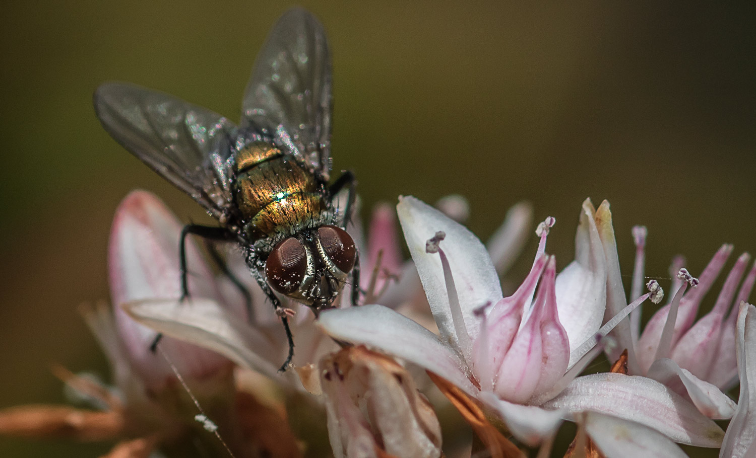Playing with a macro lens