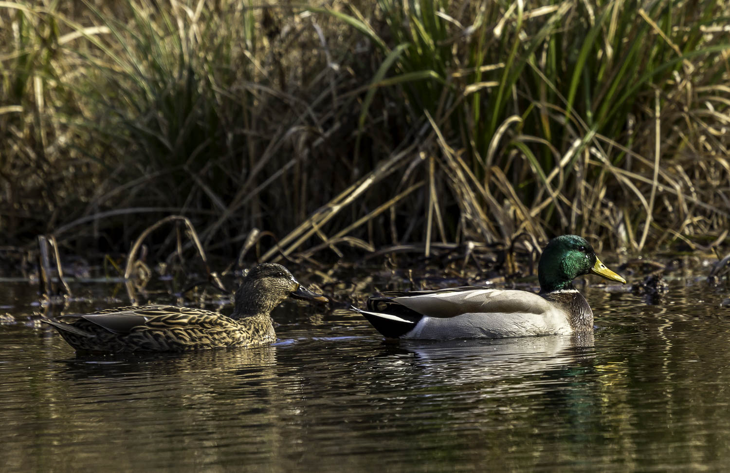 Great Bay Wildlife Refuge