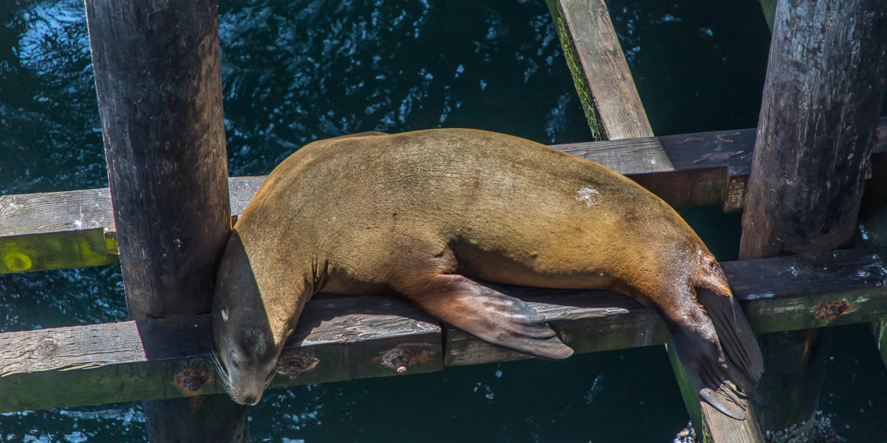 Santa Cruz Wharf & Elephant Seal Beach in San Simeon