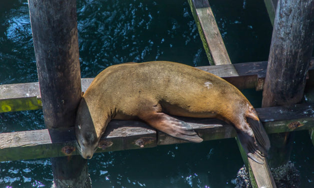 Santa Cruz Wharf & Elephant Seal Beach in San Simeon