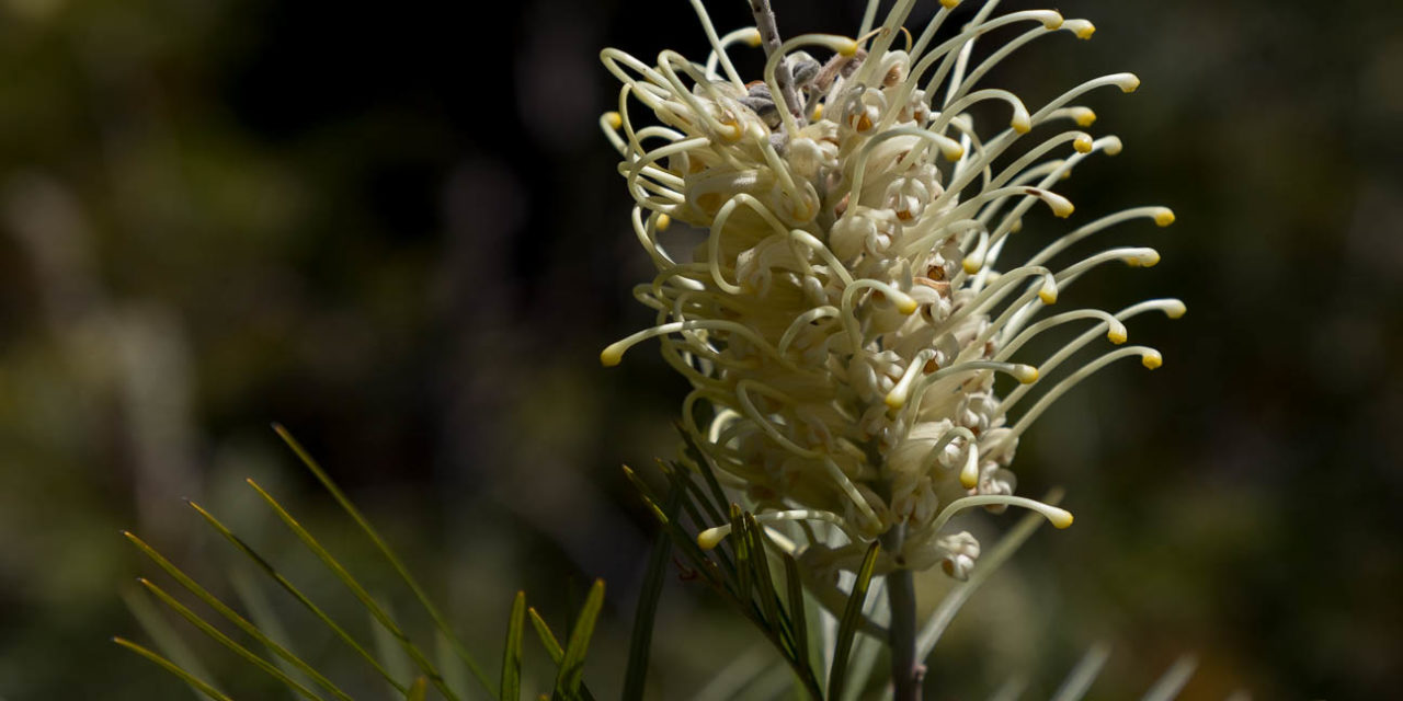 U.C. Santa Cruz Arboretum