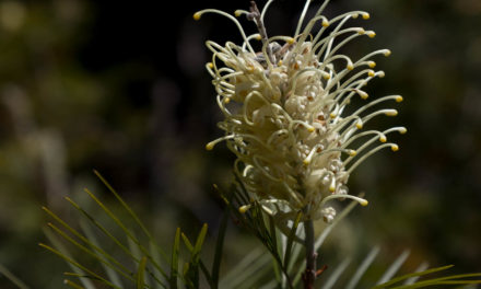 U.C. Santa Cruz Arboretum