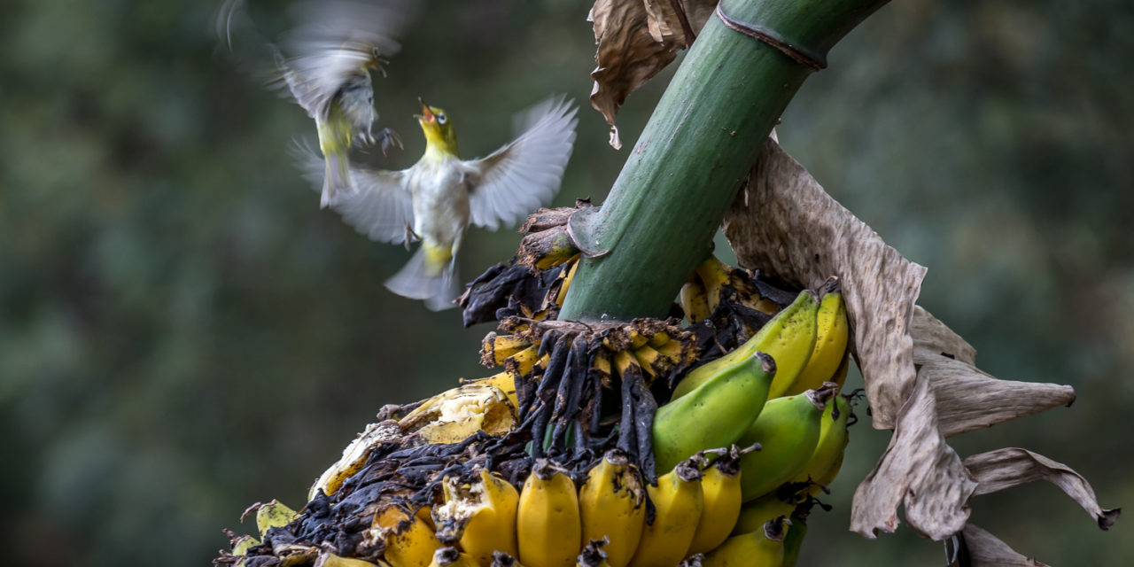 Our Banana Birds
