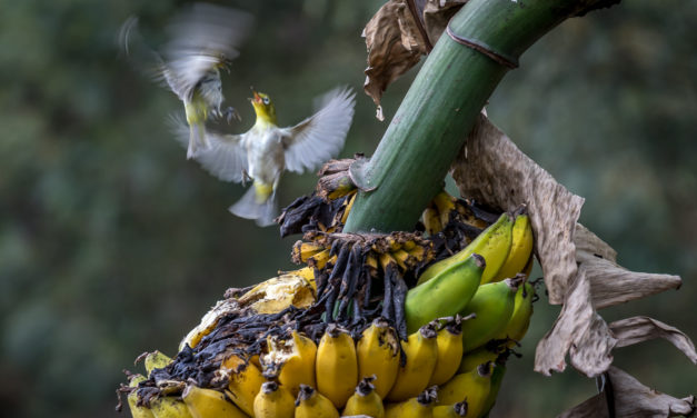 Our Banana Birds