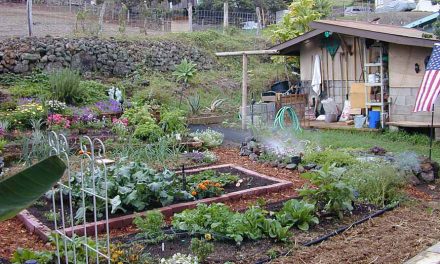 Our Old Garden & Original Pond