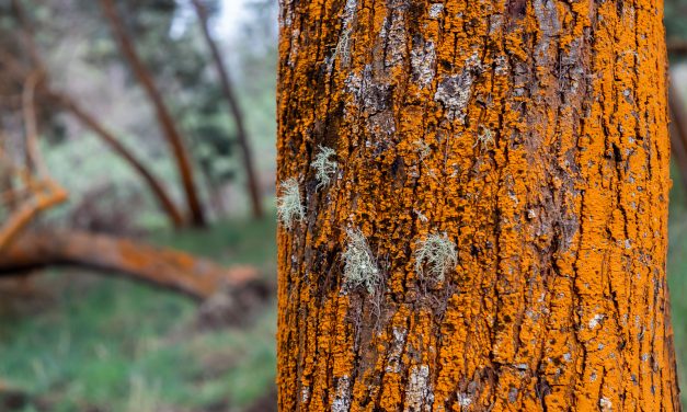 PoliPoli in rust and fog