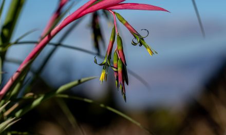 Queen’s Tears Bromeliads