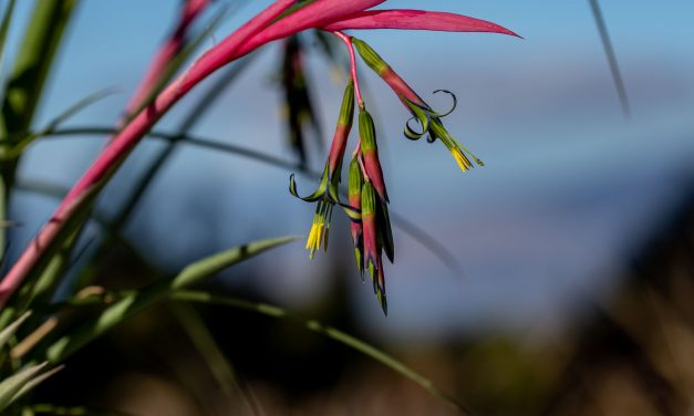 Queen’s Tears Bromeliads