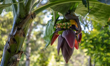 Finally, new bananas!