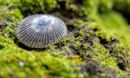A few nights in Hana