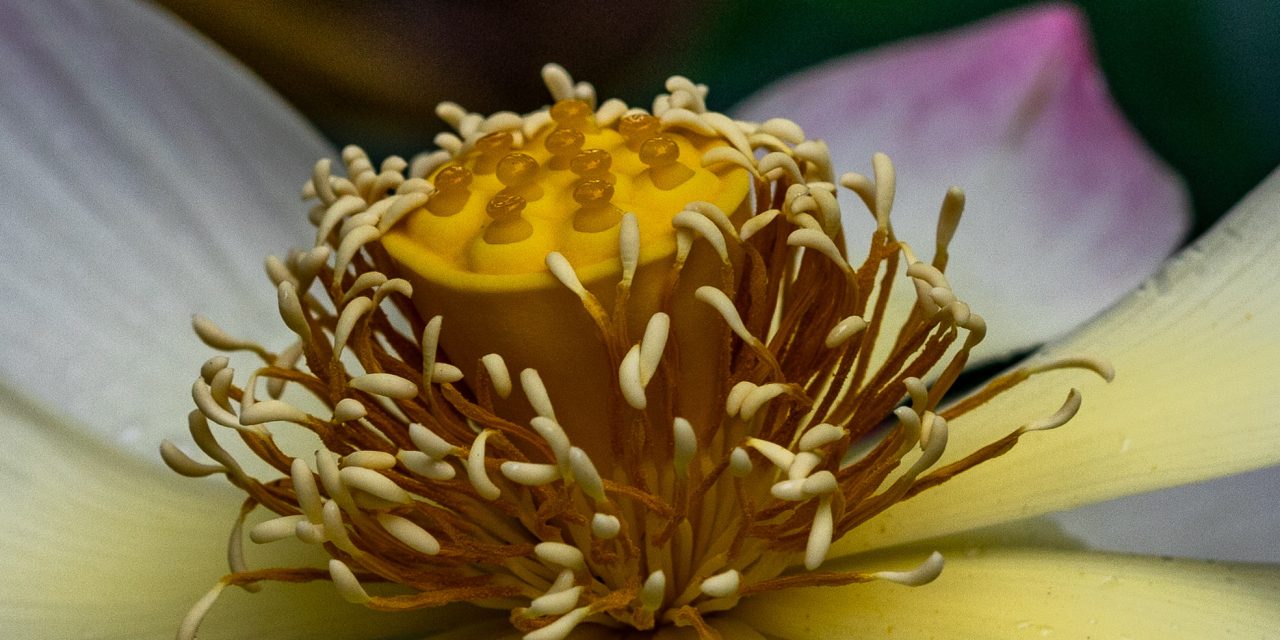 First Lotus of the year