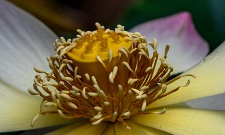 First Lotus of the year