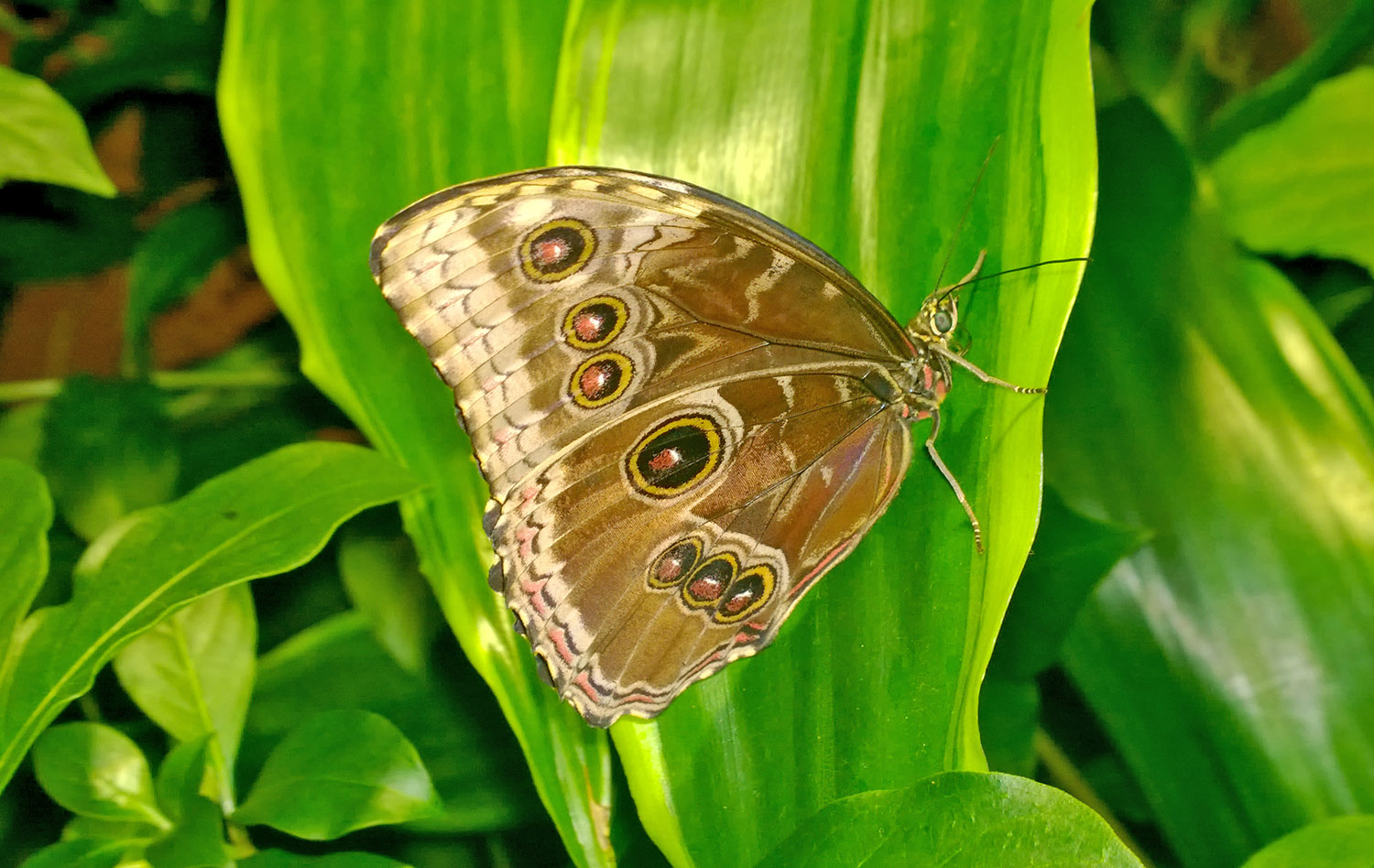Cailey’s first real museum is the Smithsonian Natural History in DC
